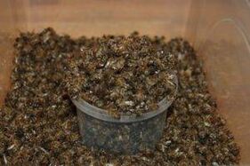 bee was dug for increased power