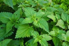 plants to increase power